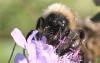 Bombus sp.